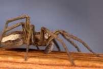La Pisaure admirable. Un mle juvnile (Araneae - Pisauridae - Pisaura mirabilis)